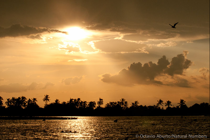 Sun setting over wetlands, coloring the sky sea a golden hue. 
