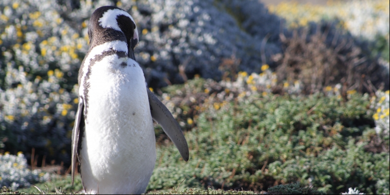 CAMPAIGNED TO PROTECT PATAGONIA FROM SALMON FARMS